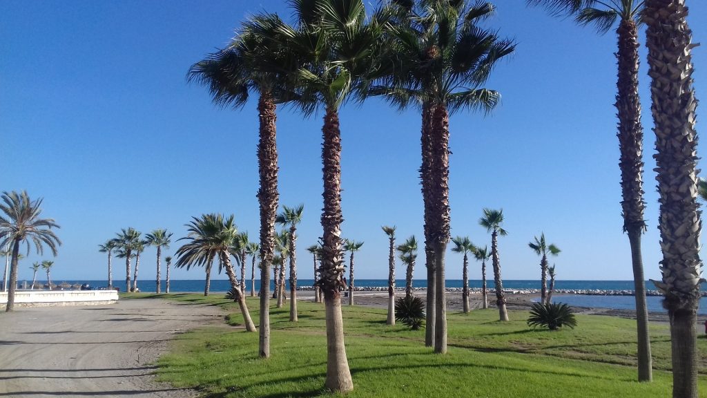 Studiare in Spagna: Le spiagge di Malaga, palme sul lungomare