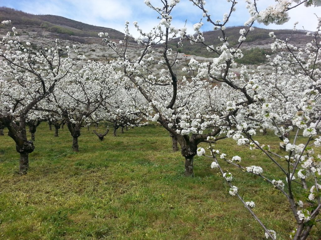 Cerezos en flon en el valle del Jerte Extremadura