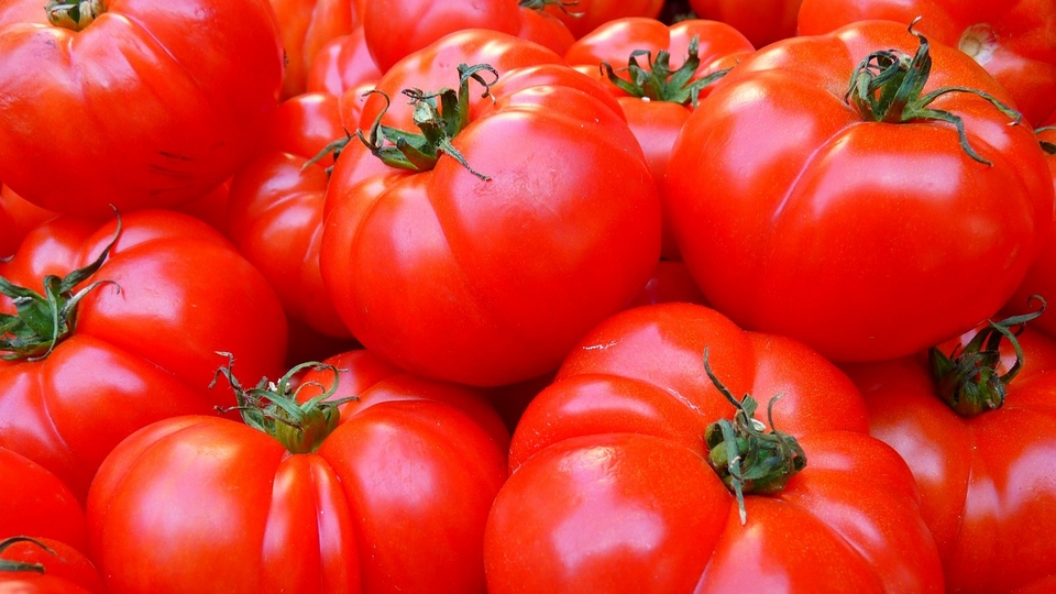 La Tomatina tomates